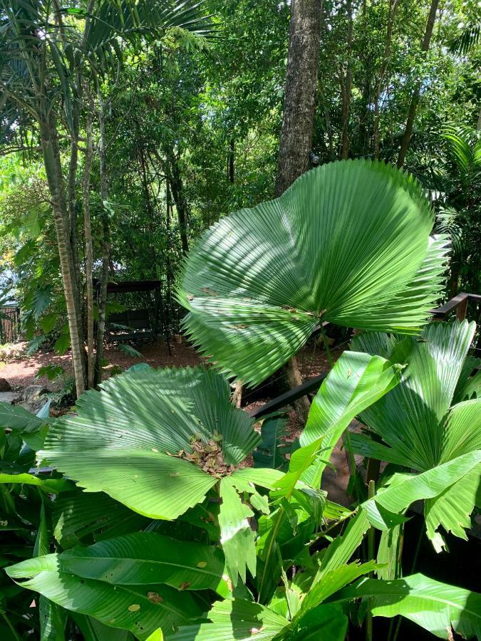 Cairns Rainforest Retreat Buitenkant foto